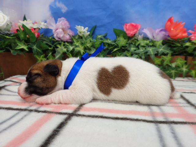 赤ちゃん写真1-2