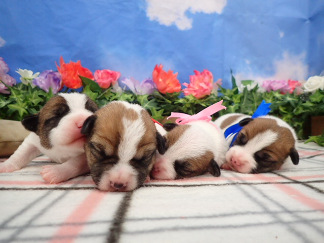 赤ちゃん写真1-3