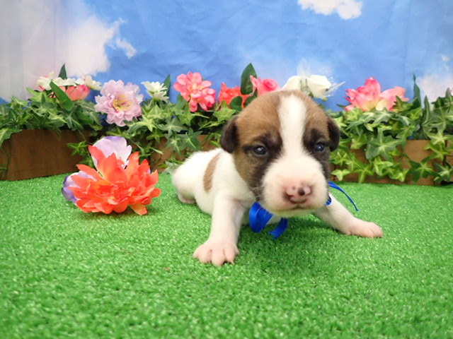 ジャックラッセルテリア