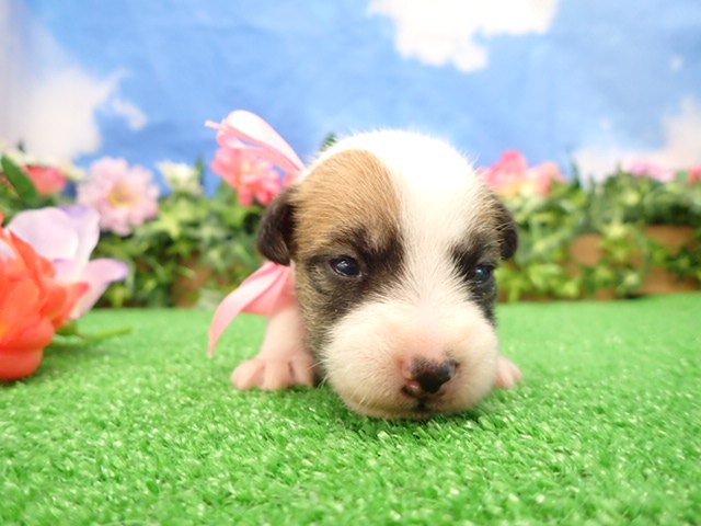 ジャックラッセルテリア