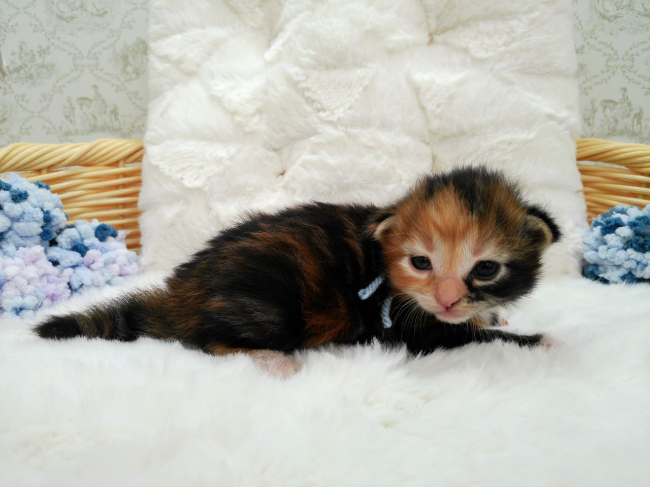 赤ちゃん写真1-2