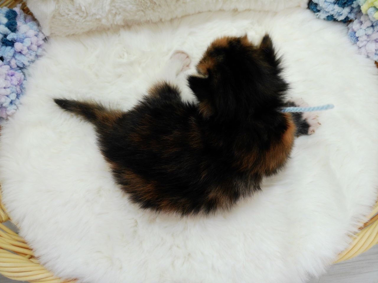 赤ちゃん写真1-3