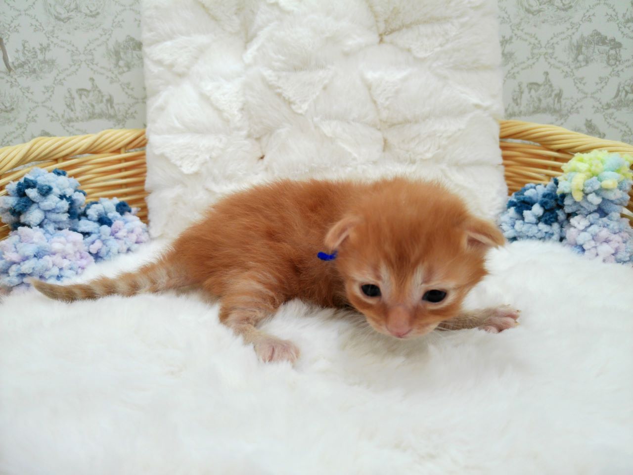 赤ちゃん写真1-2