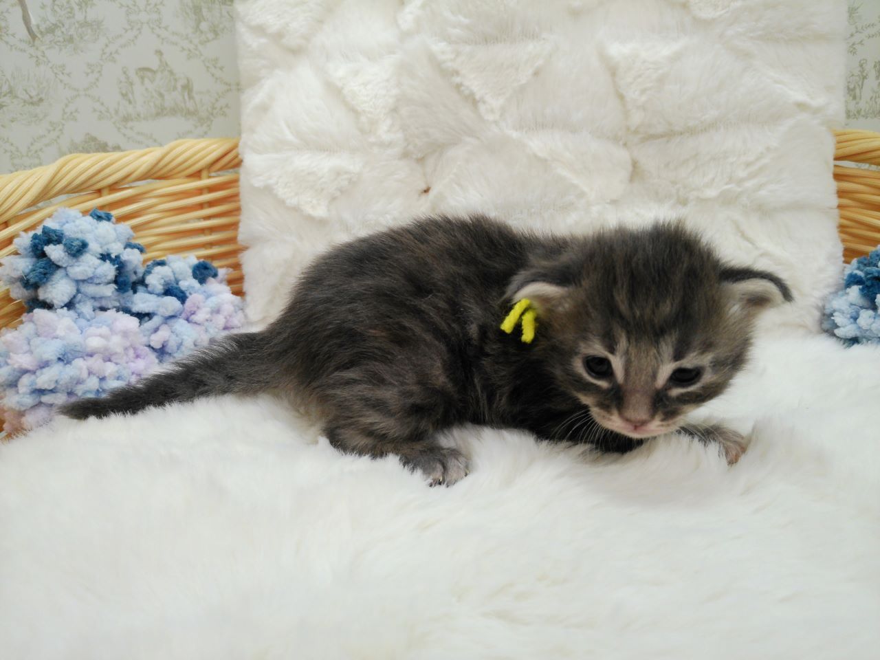 赤ちゃん写真1-2