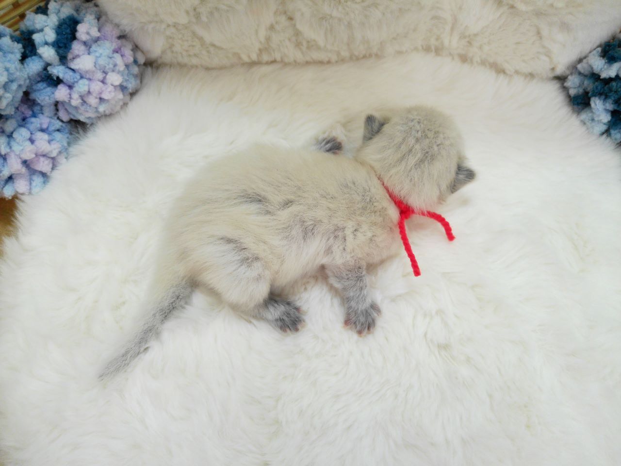 赤ちゃん写真1-3