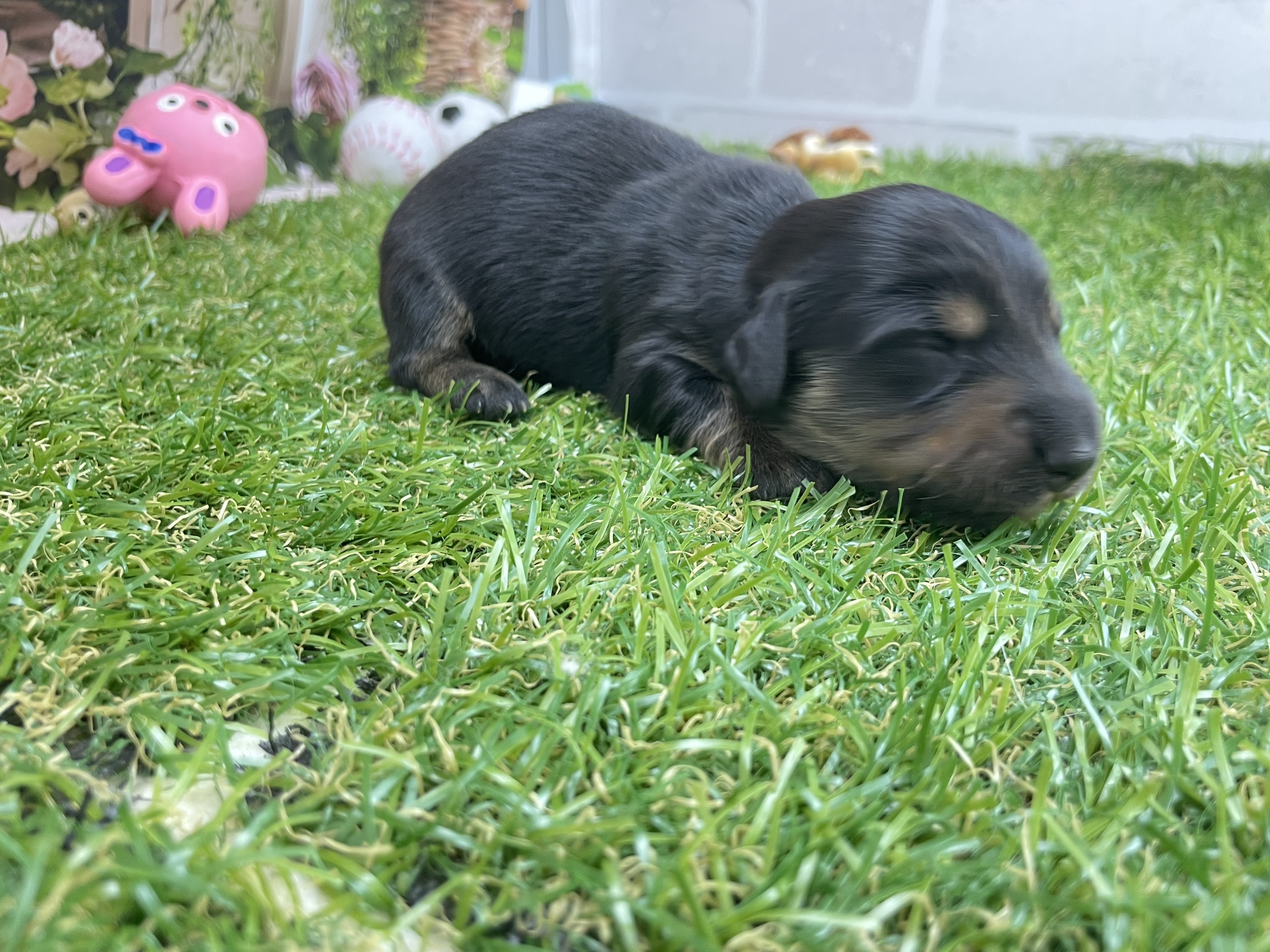 赤ちゃん写真1-1