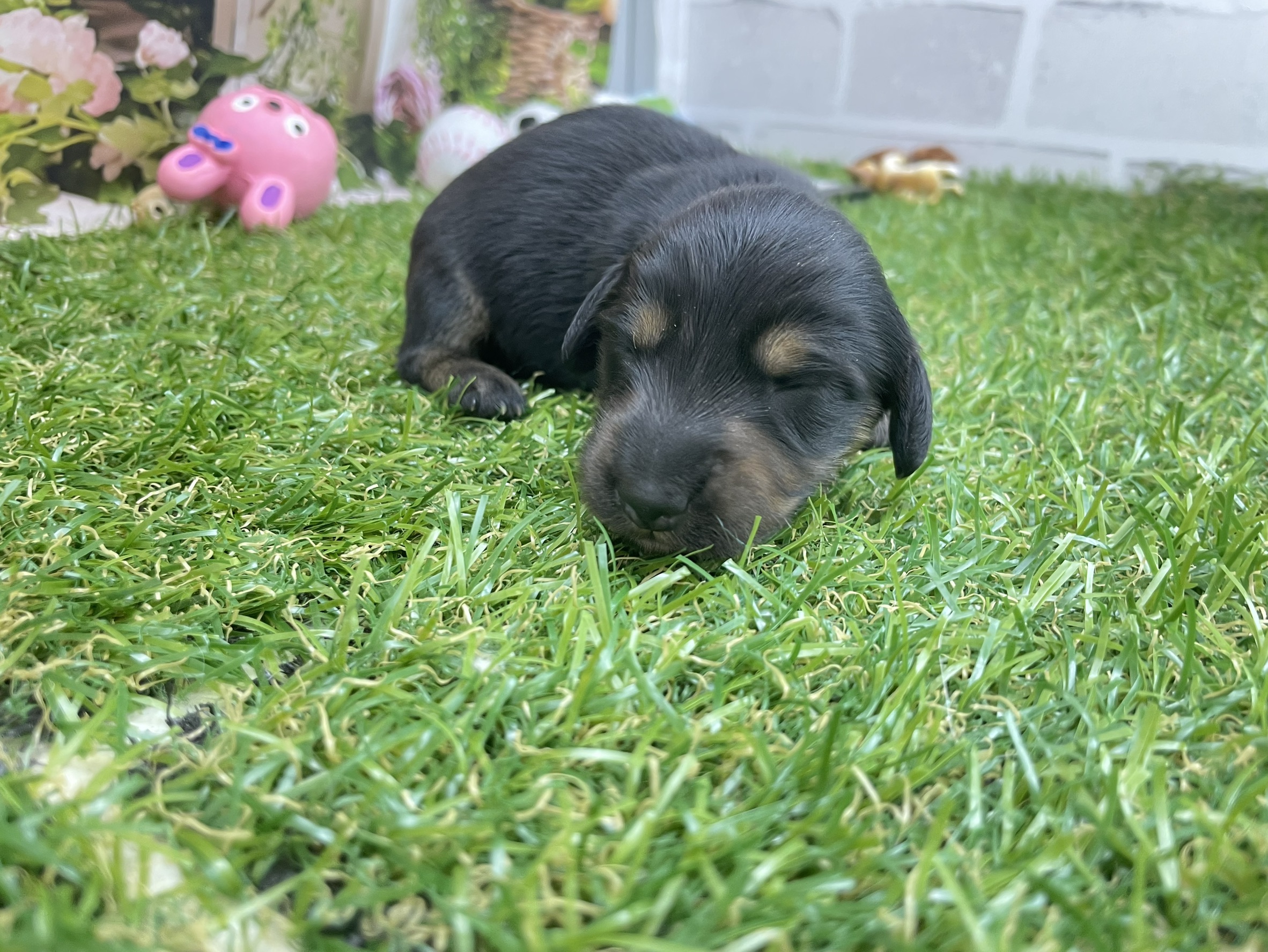 赤ちゃん写真1-2