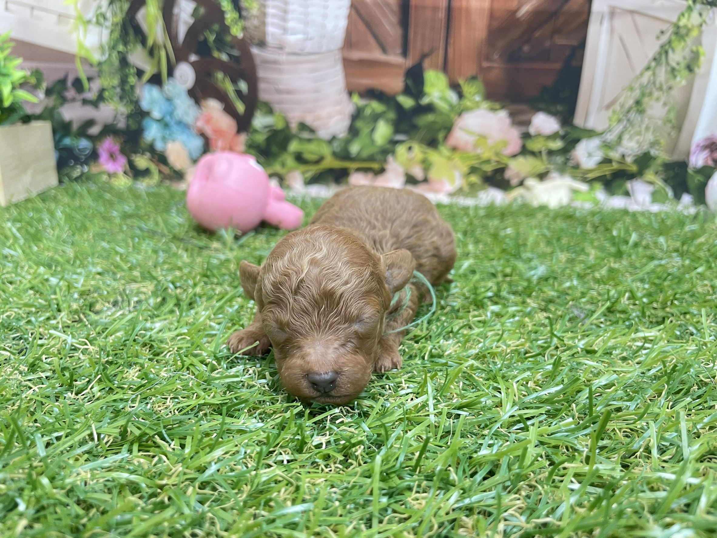 赤ちゃん写真1-1