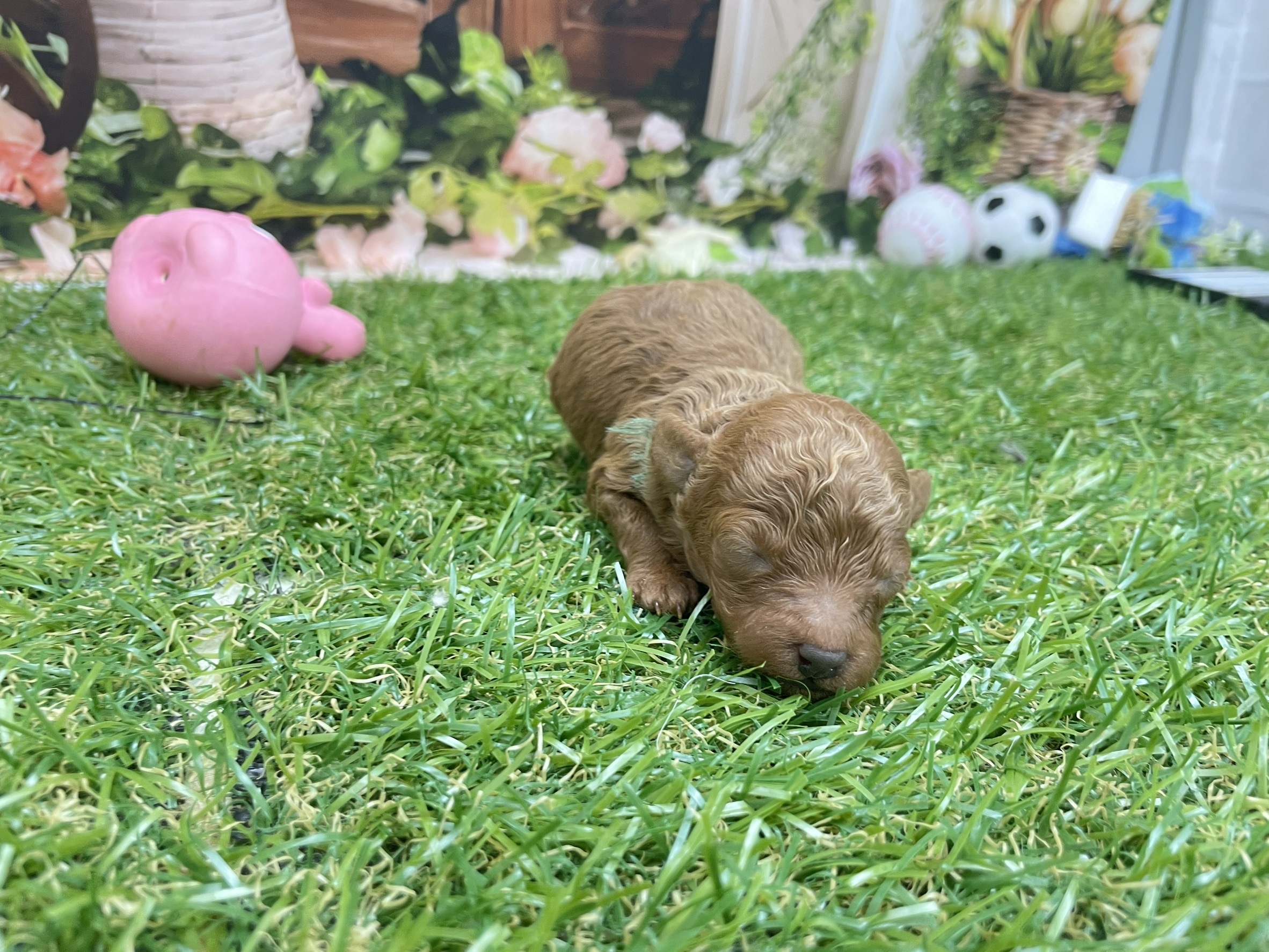 赤ちゃん写真1-2