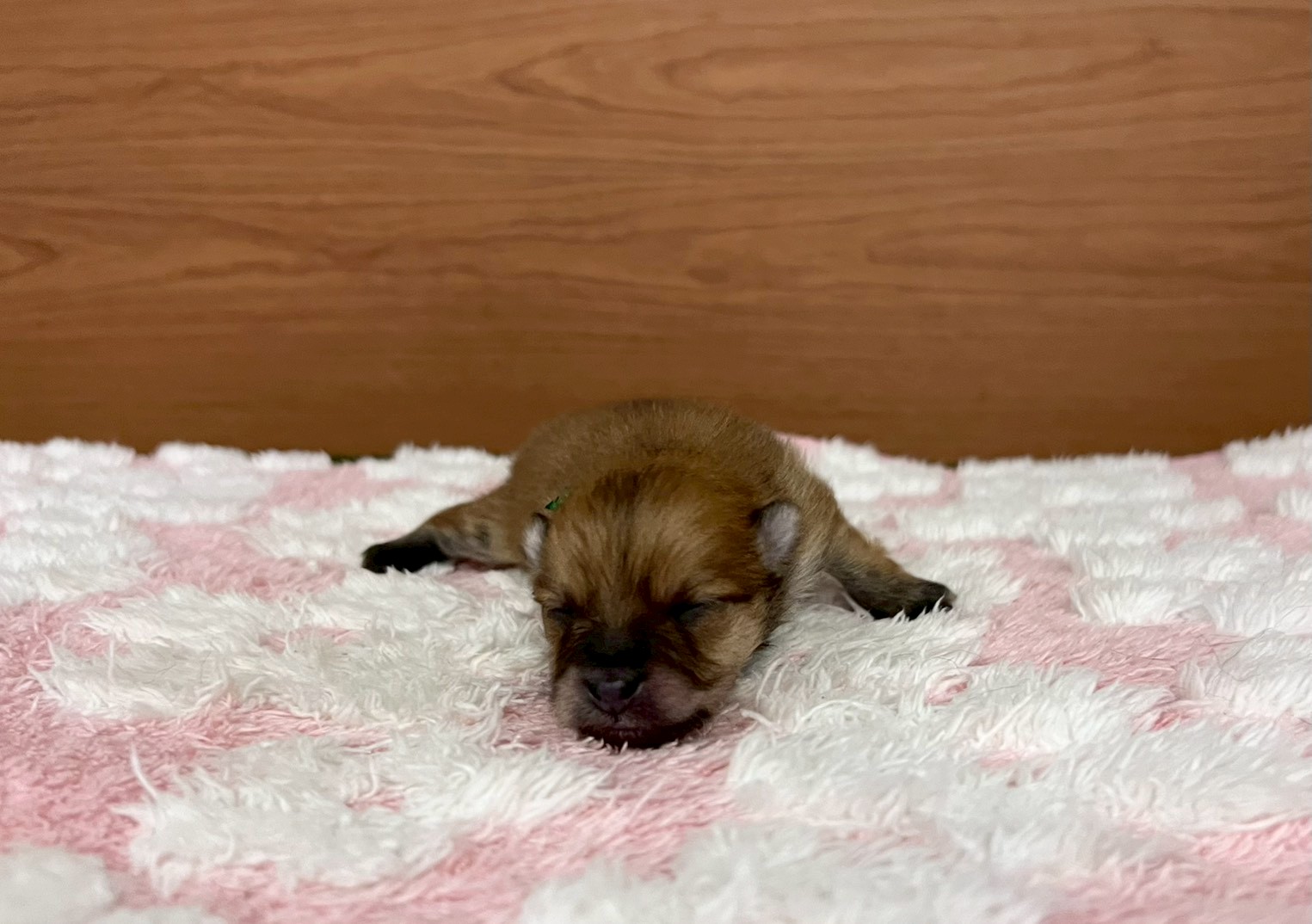 赤ちゃん写真1-1
