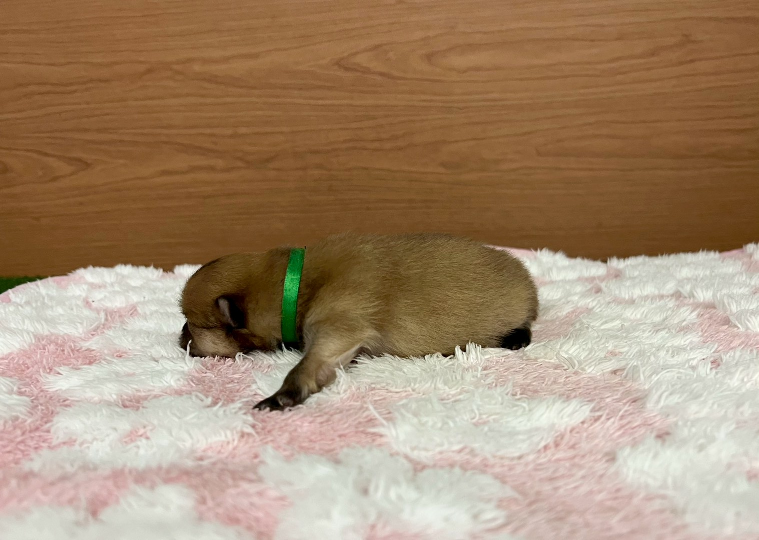 赤ちゃん写真1-2