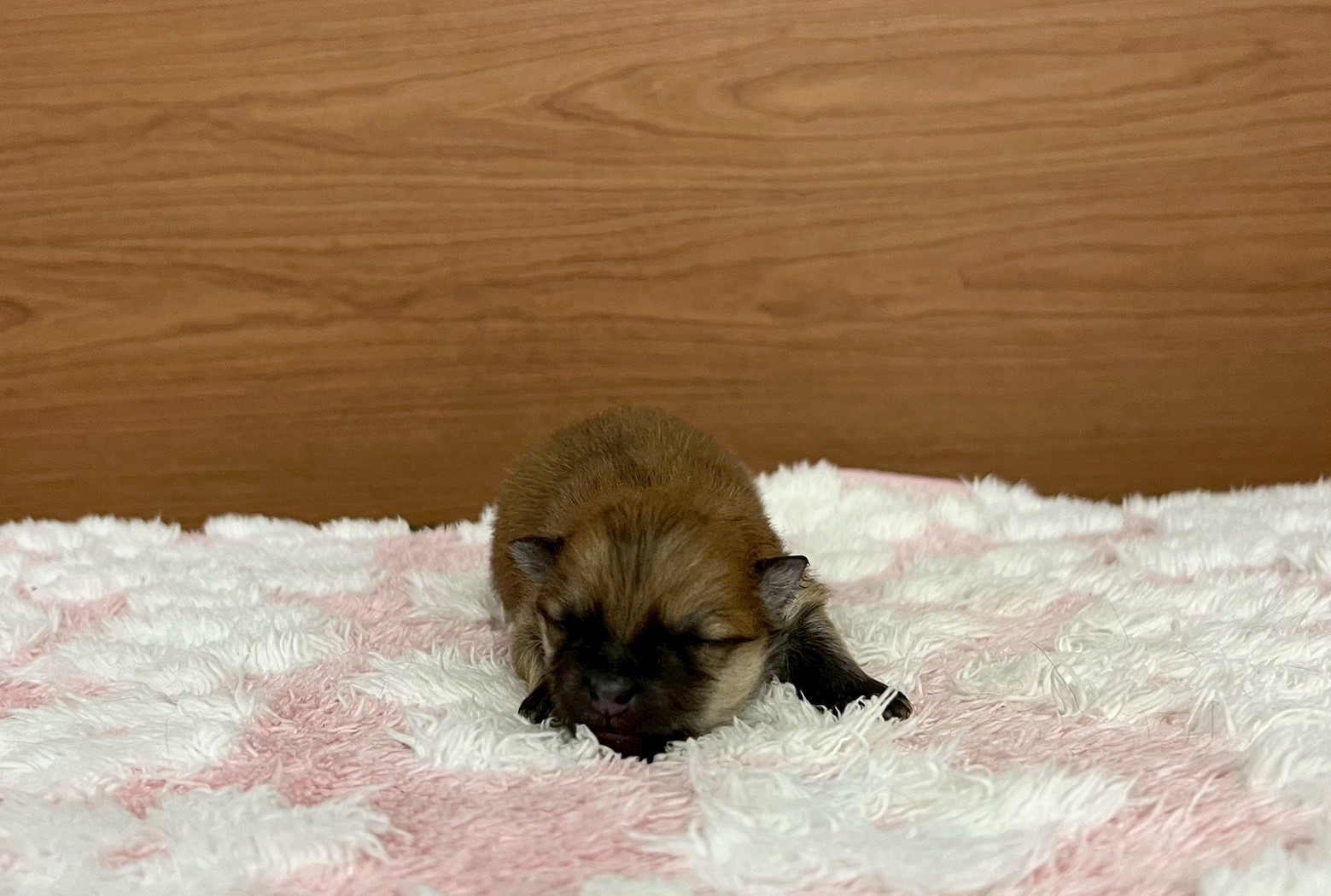 赤ちゃん写真1-1