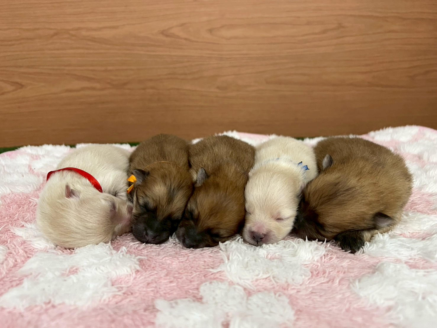 赤ちゃん写真1-3