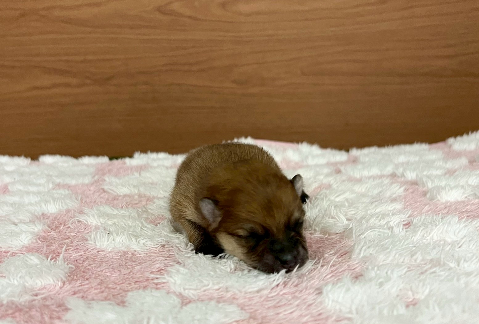 赤ちゃん写真1-1