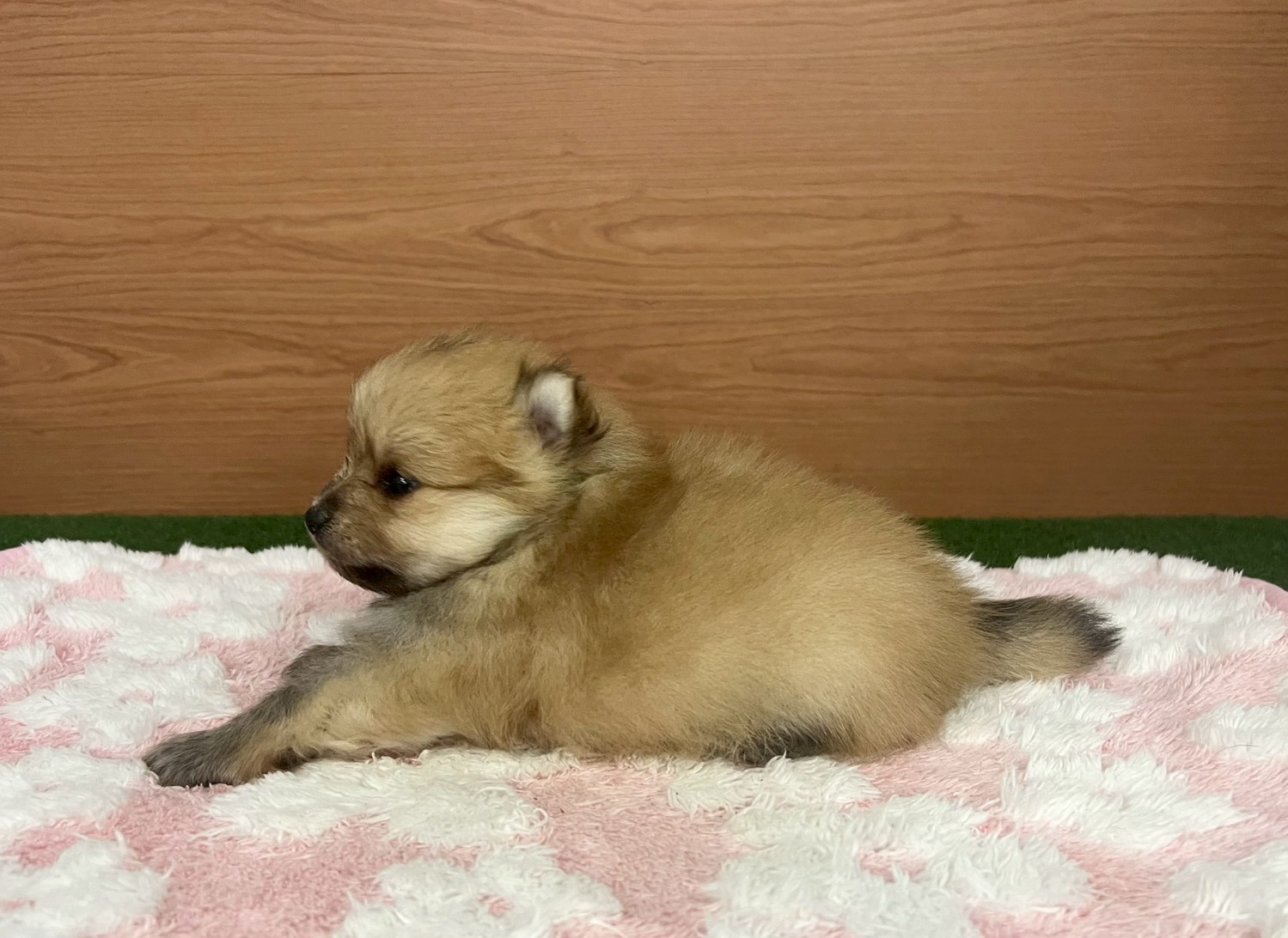 赤ちゃん写真2-2