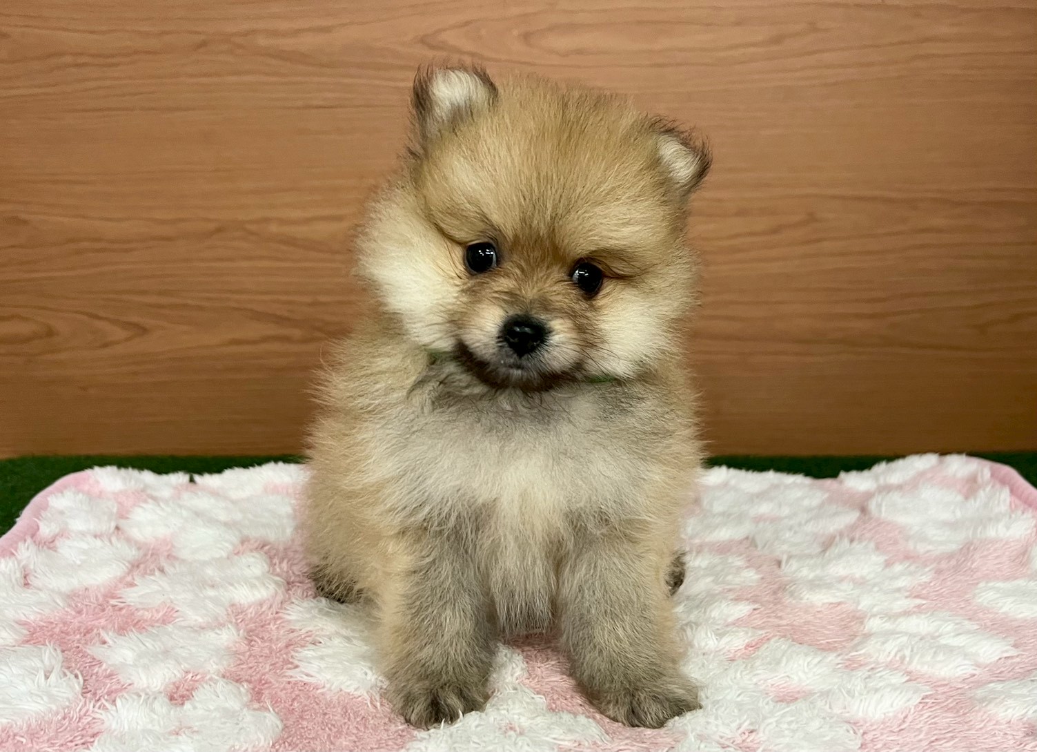 赤ちゃん写真3-1