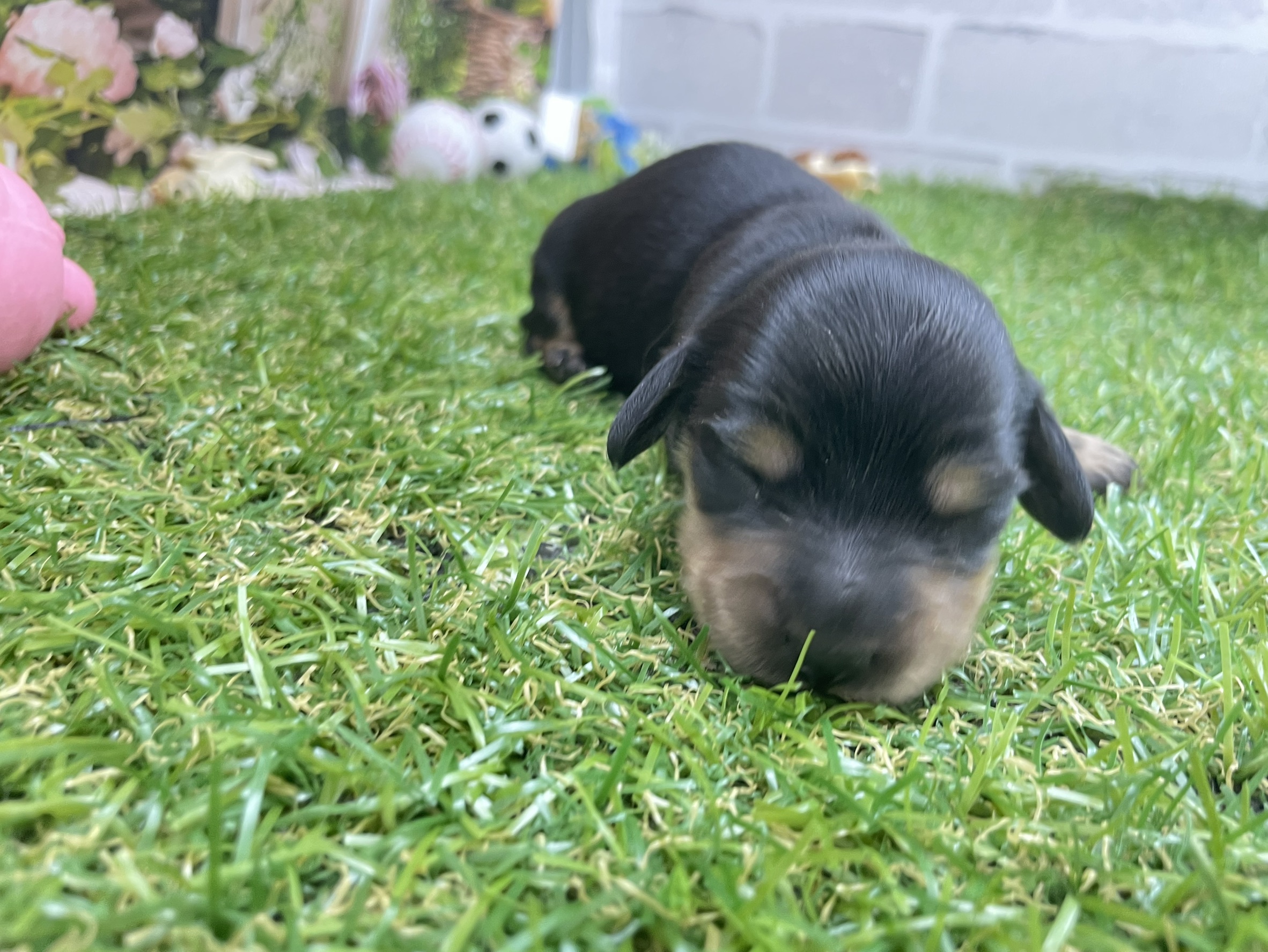 赤ちゃん写真1-2