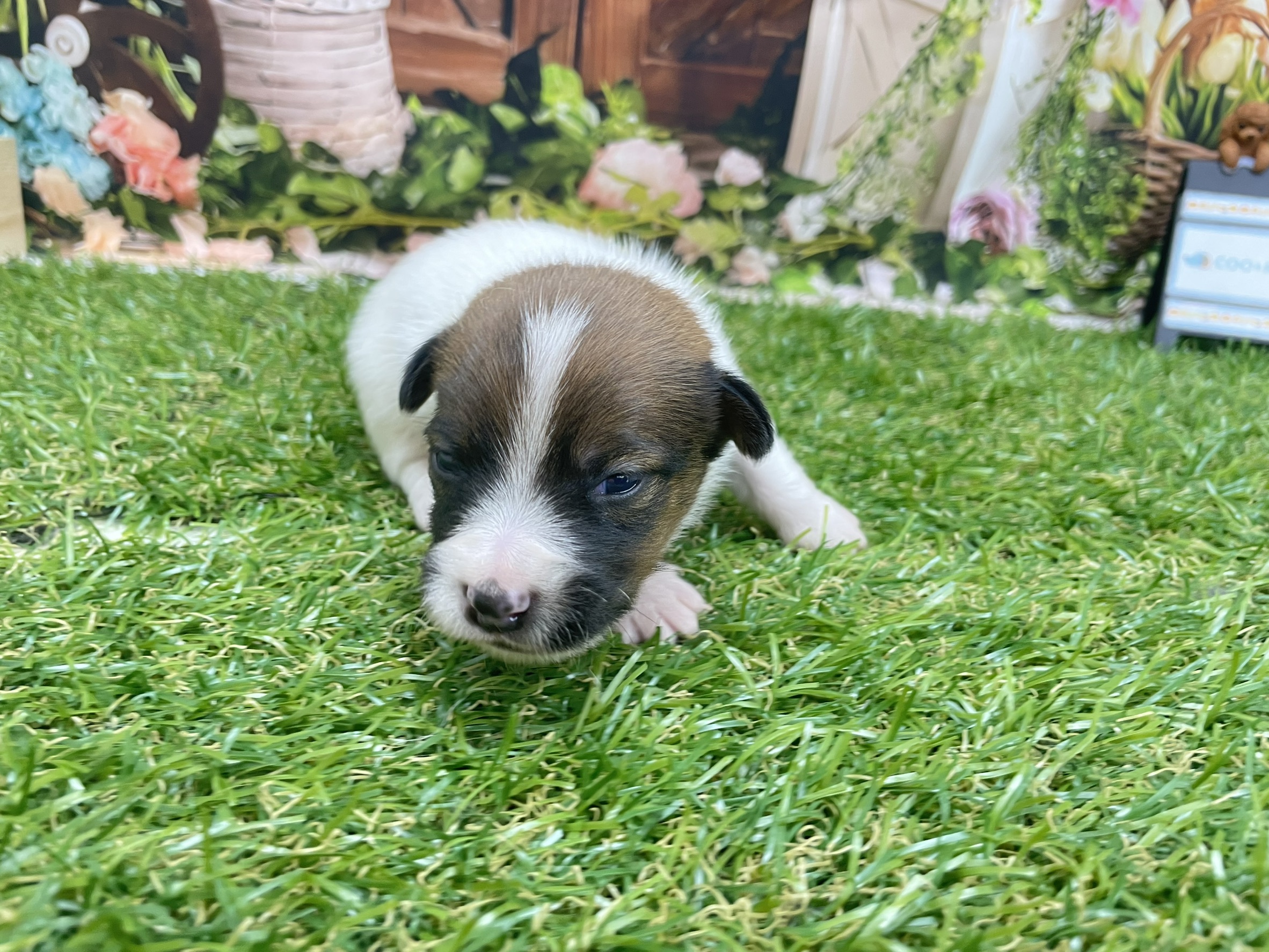 赤ちゃん写真1-2