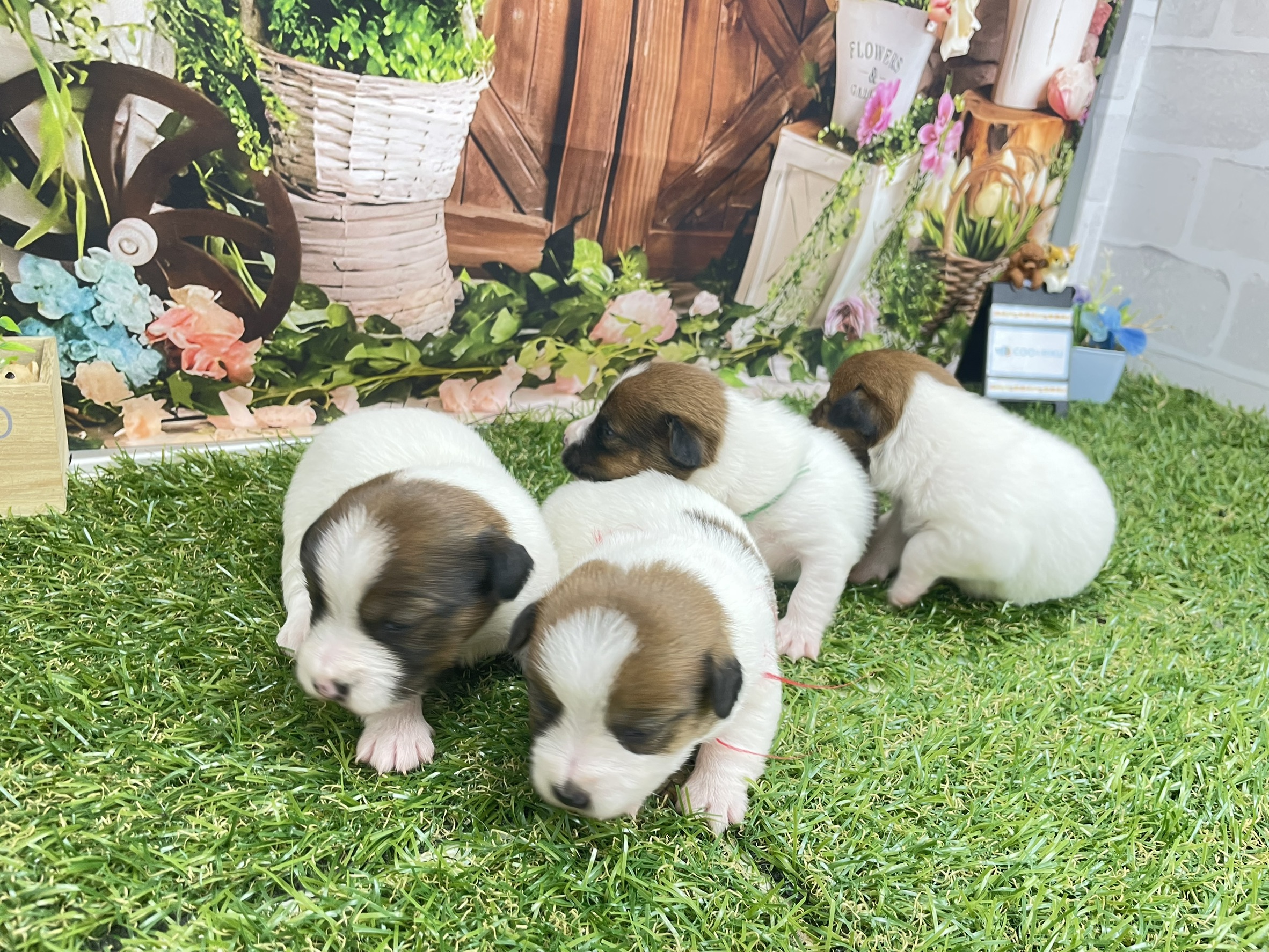 赤ちゃん写真1-3