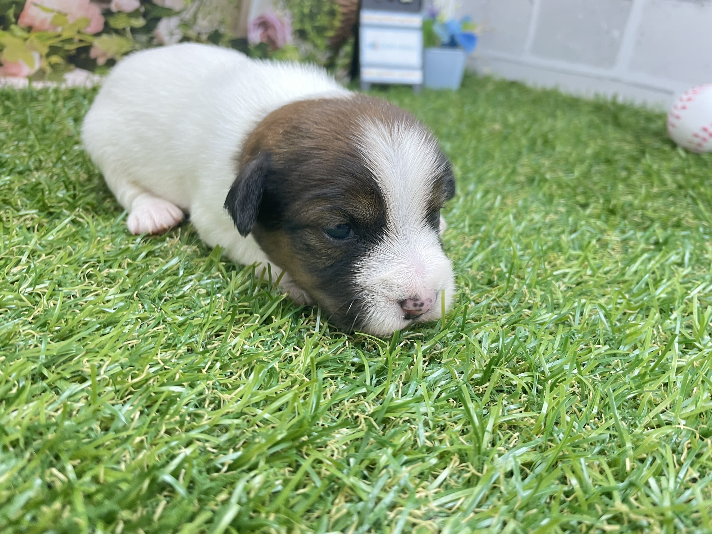 赤ちゃん写真1-1