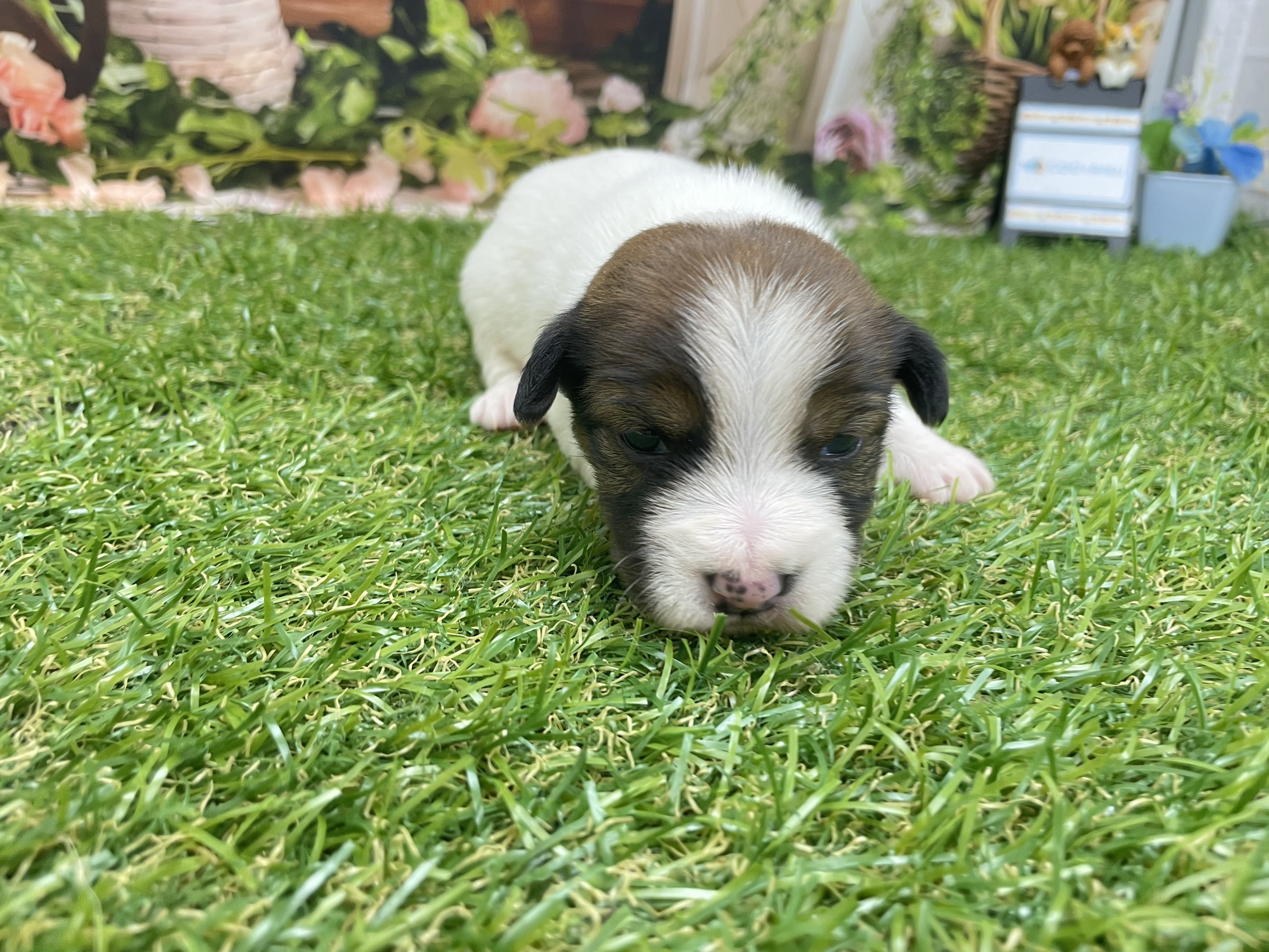 赤ちゃん写真1-2