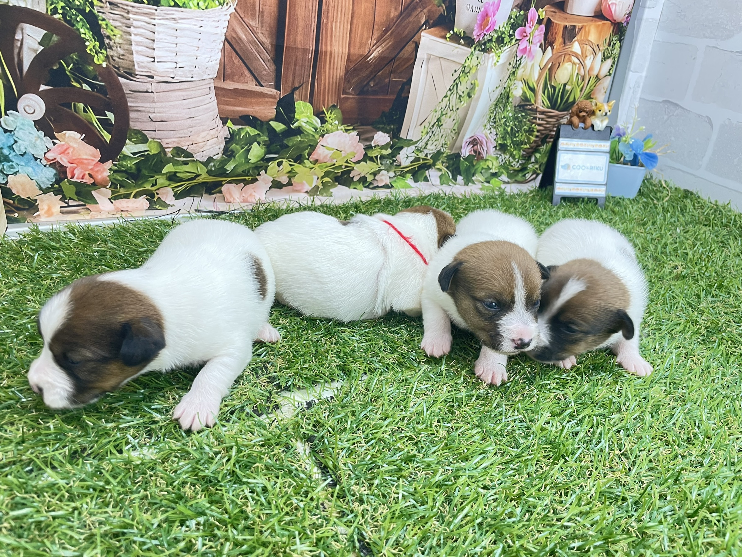 赤ちゃん写真1-3