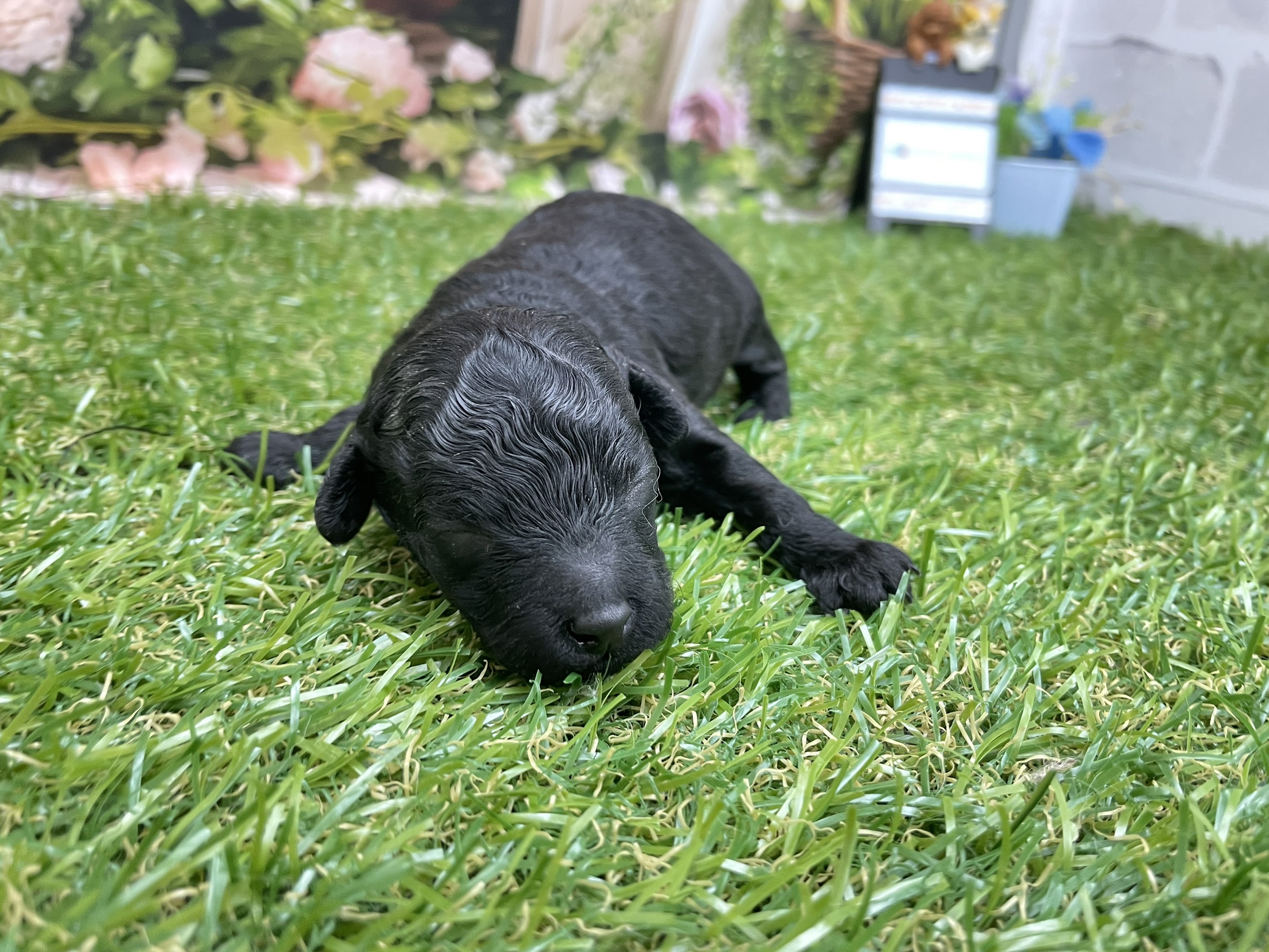 赤ちゃん写真1-2