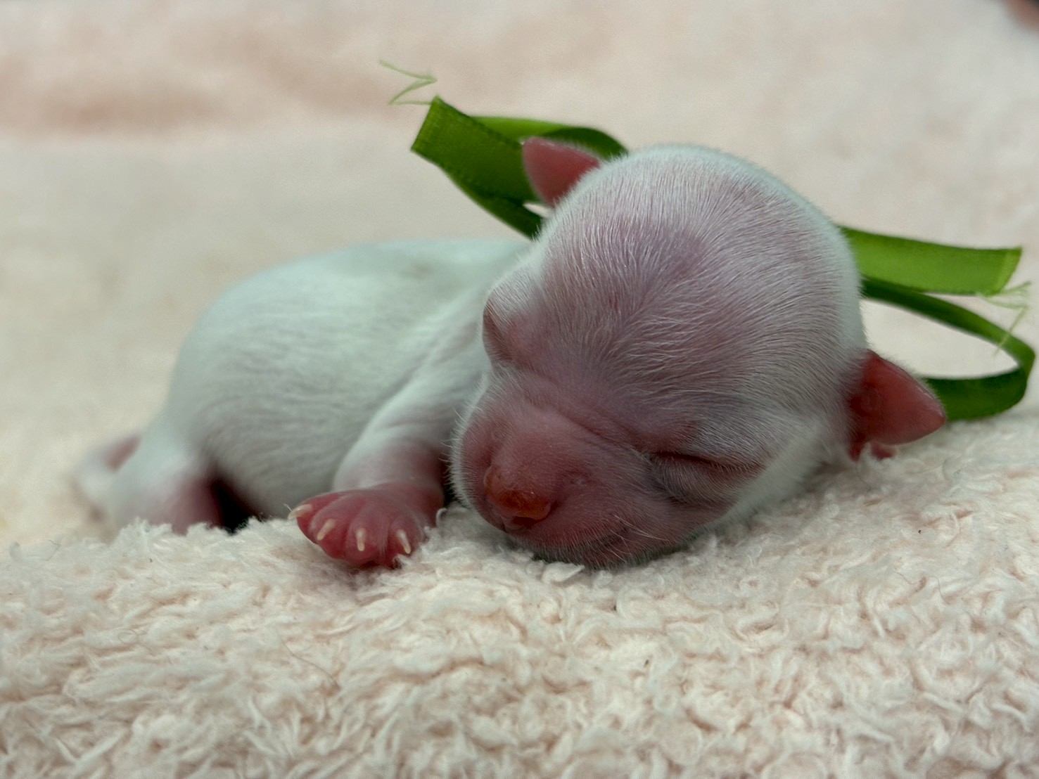 チワワ（ロングコート）