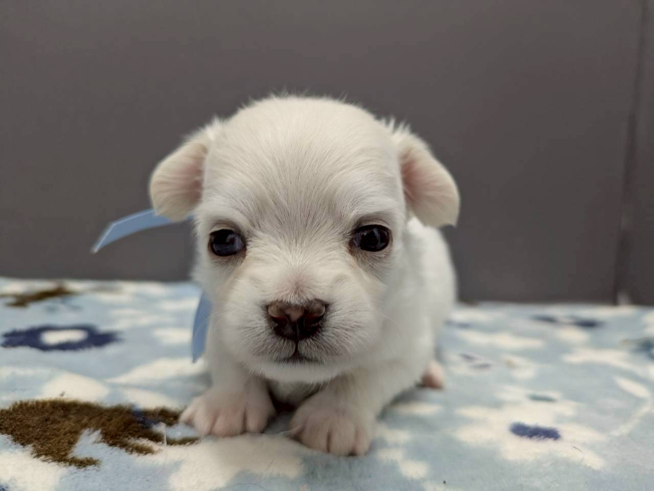 チワワ（ロングコート）