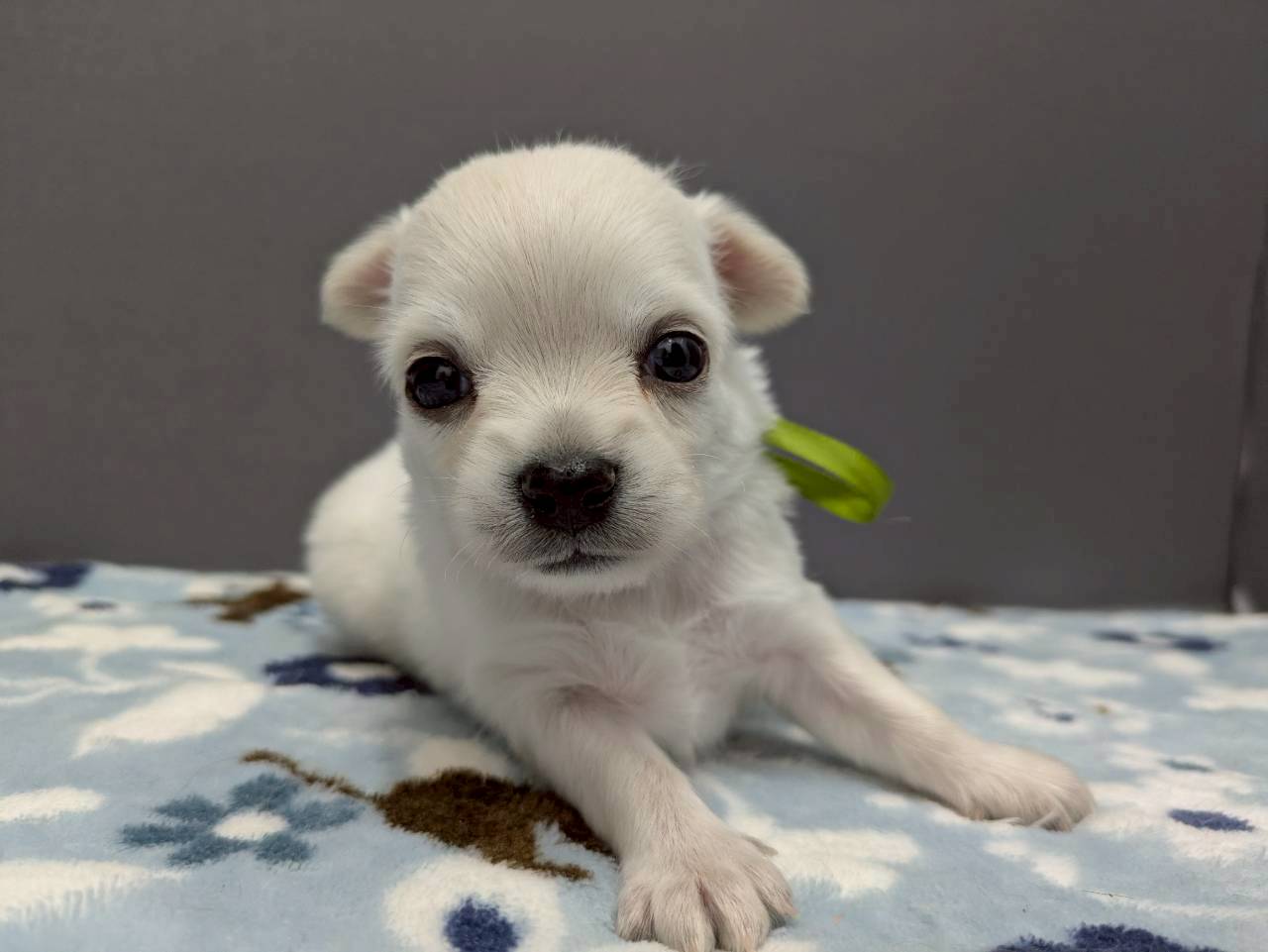 チワワ（ロングコート）