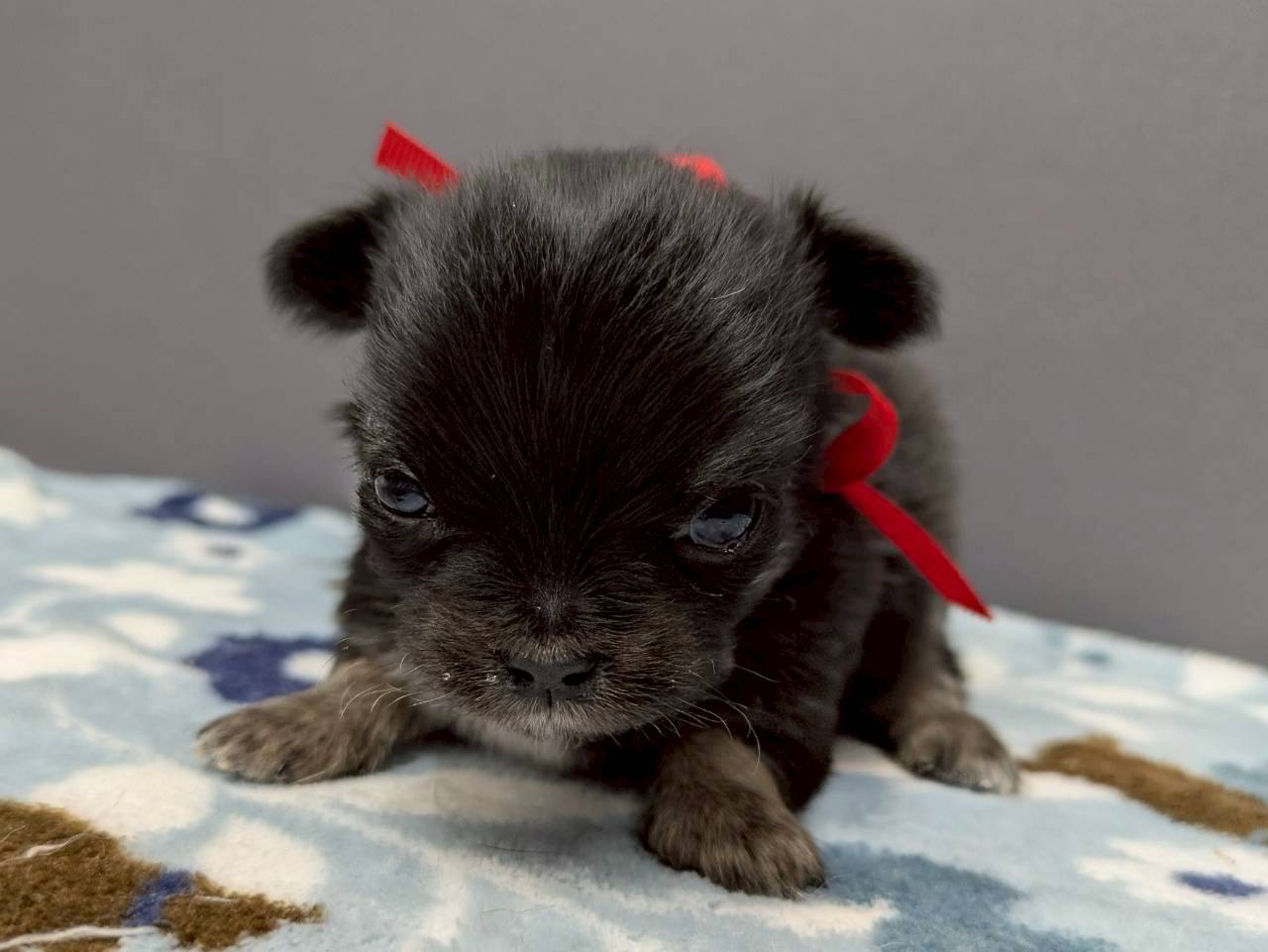 チワワ（ロングコート）