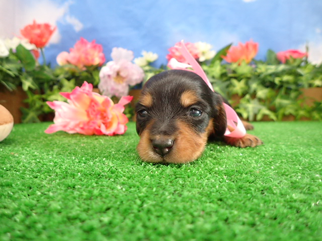 ミニチュア・ダックスフンド