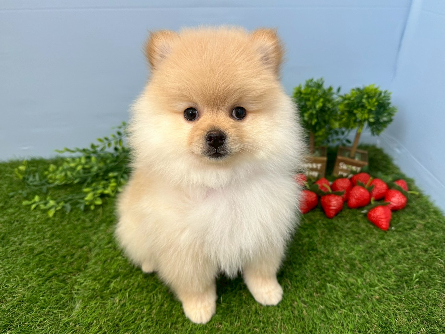 赤ちゃん写真3-1