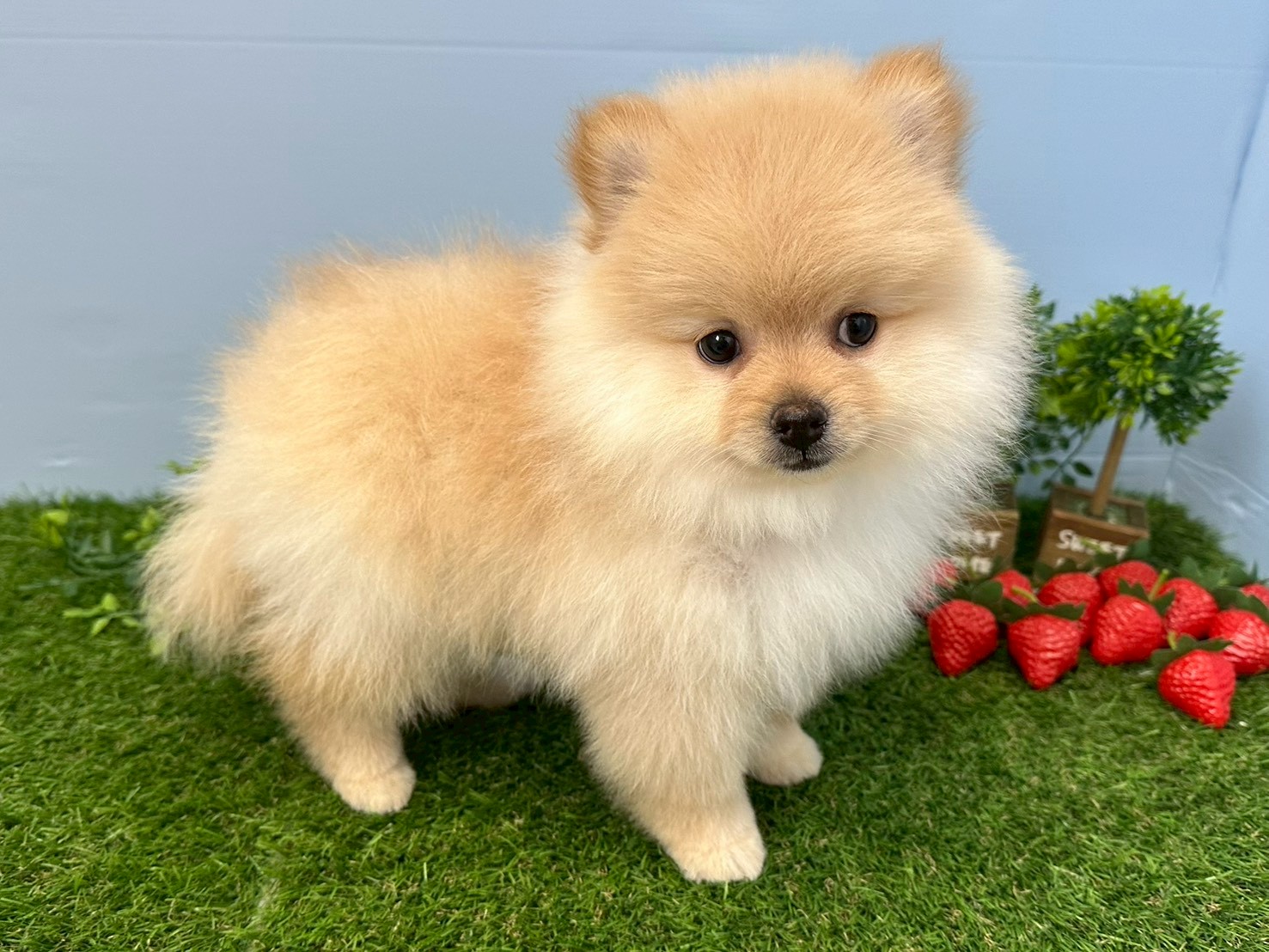 赤ちゃん写真3-2