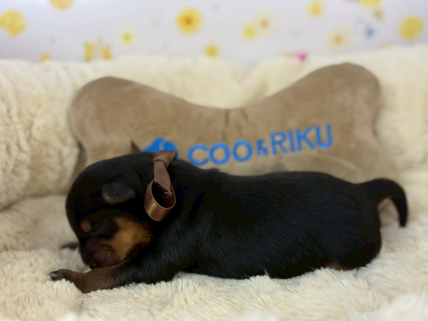 赤ちゃん写真1-2