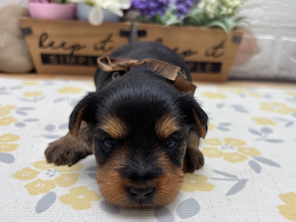 ヨークシャーテリア