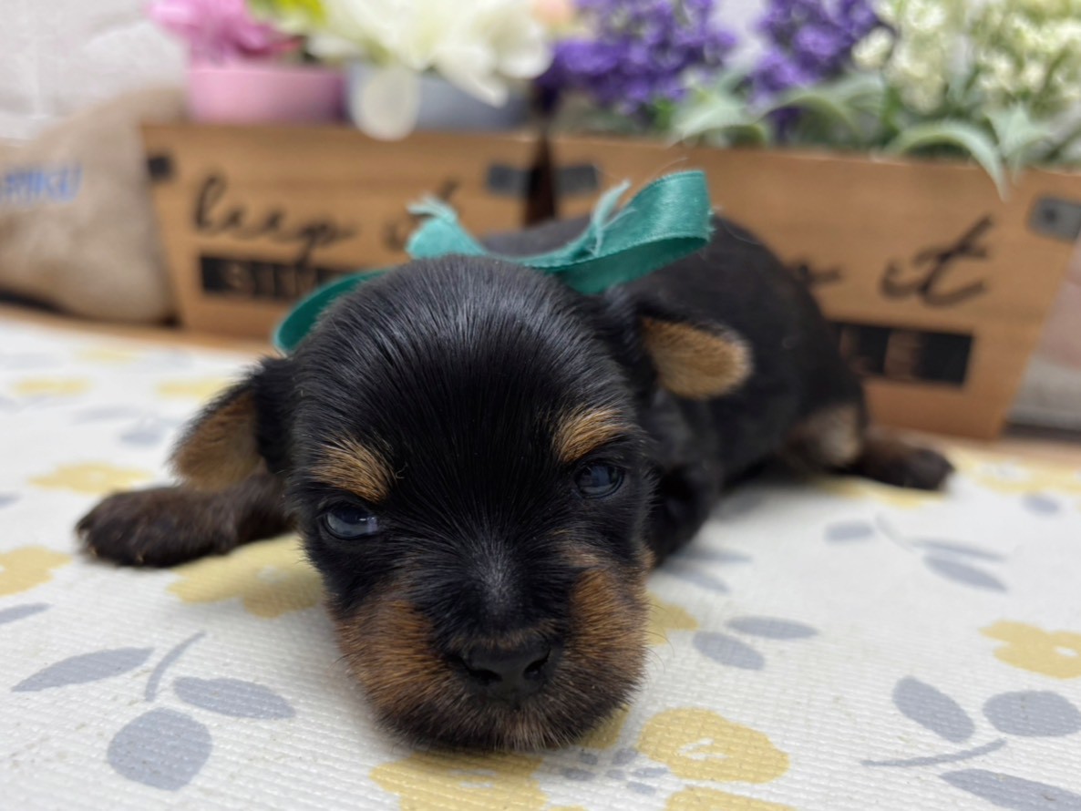 ヨークシャーテリア