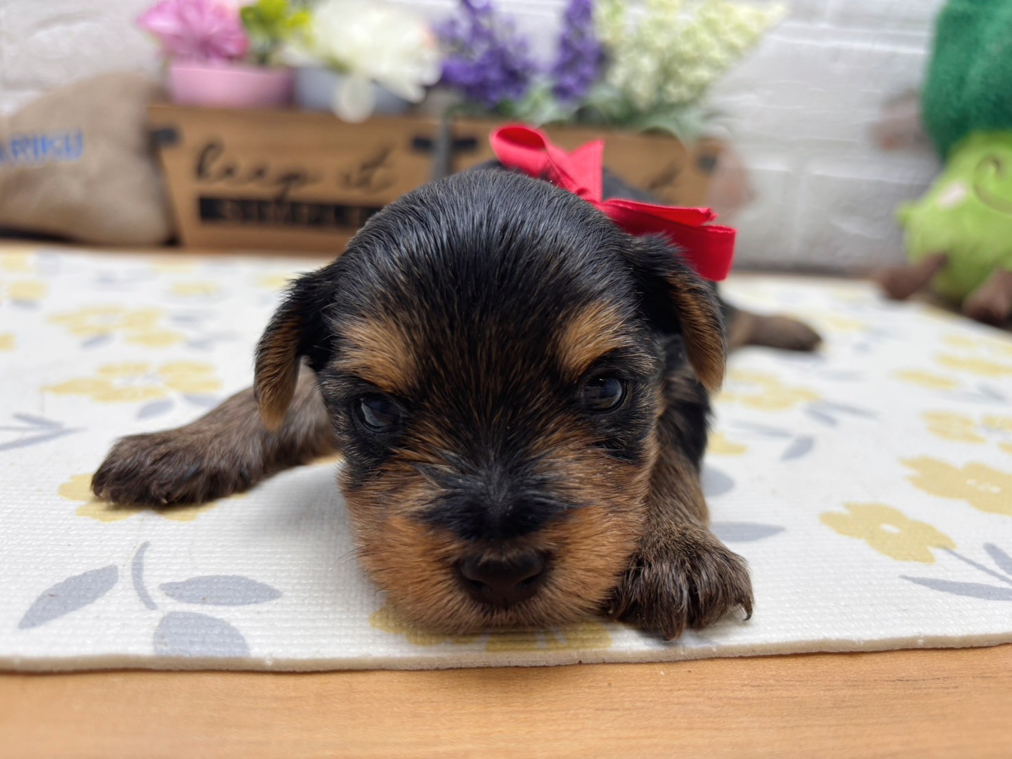 ヨークシャーテリア