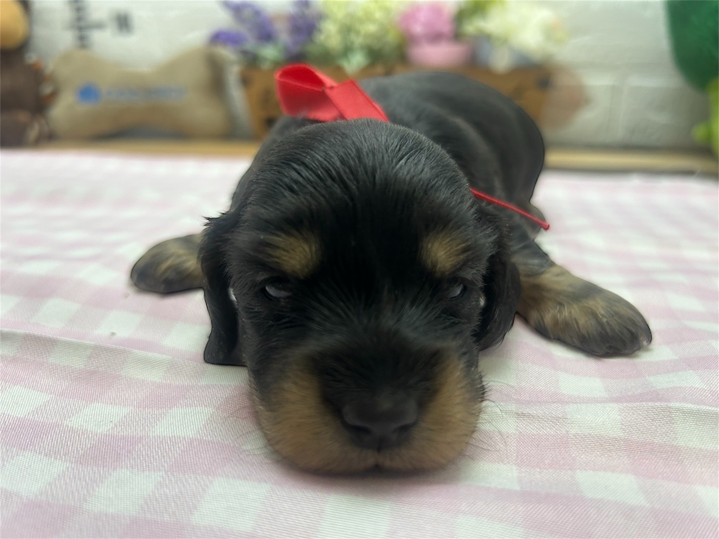 ミニチュア・ダックスフンド