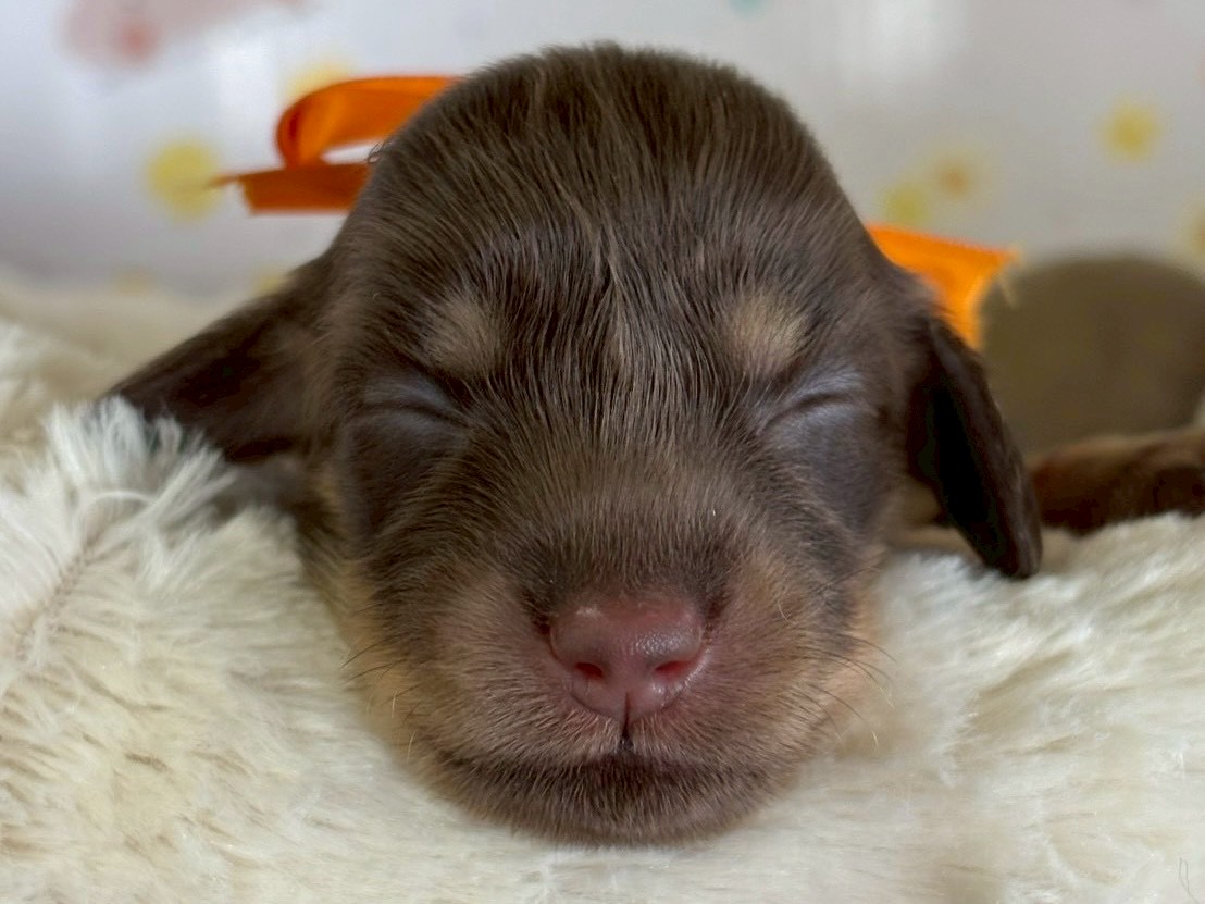 ミニチュア・ダックスフンド