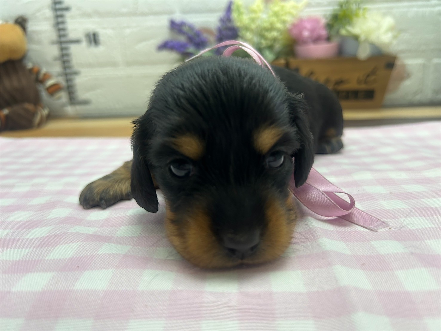 ミニチュア・ダックスフンド