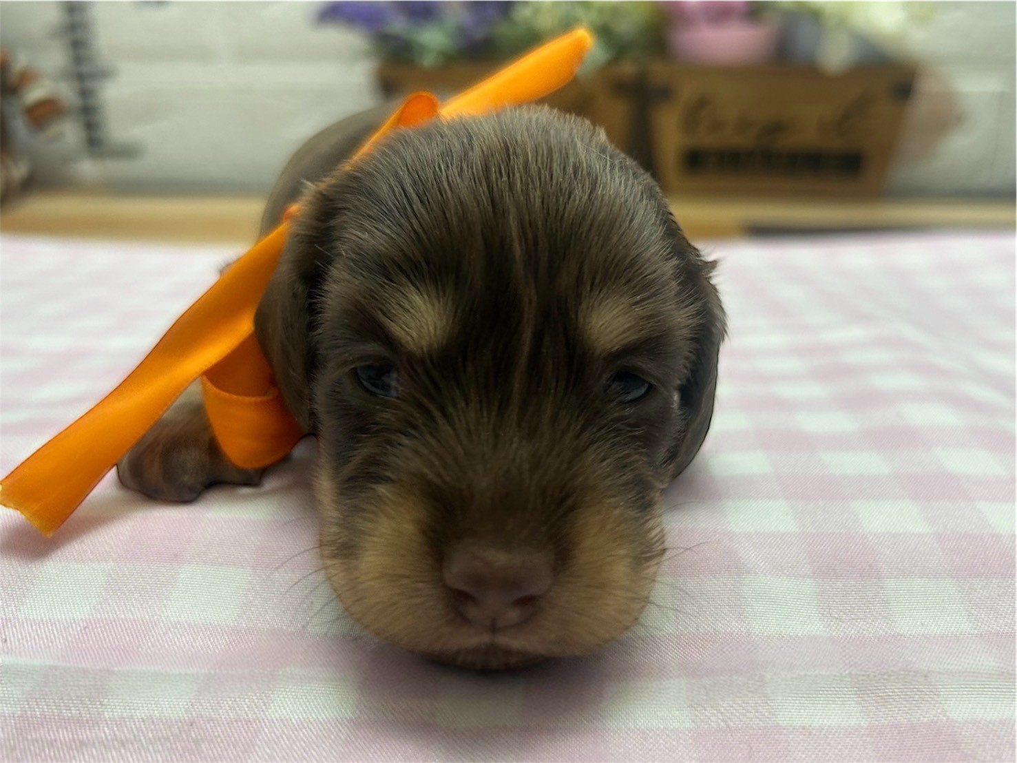 ミニチュア・ダックスフンド