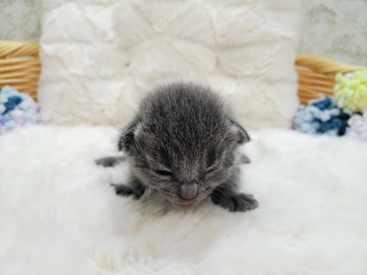 ロシアンブルー