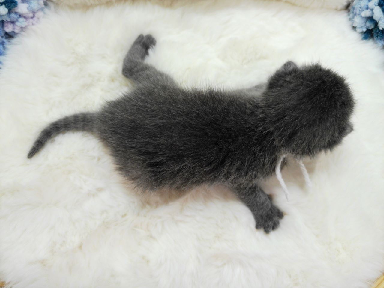 赤ちゃん写真1-3