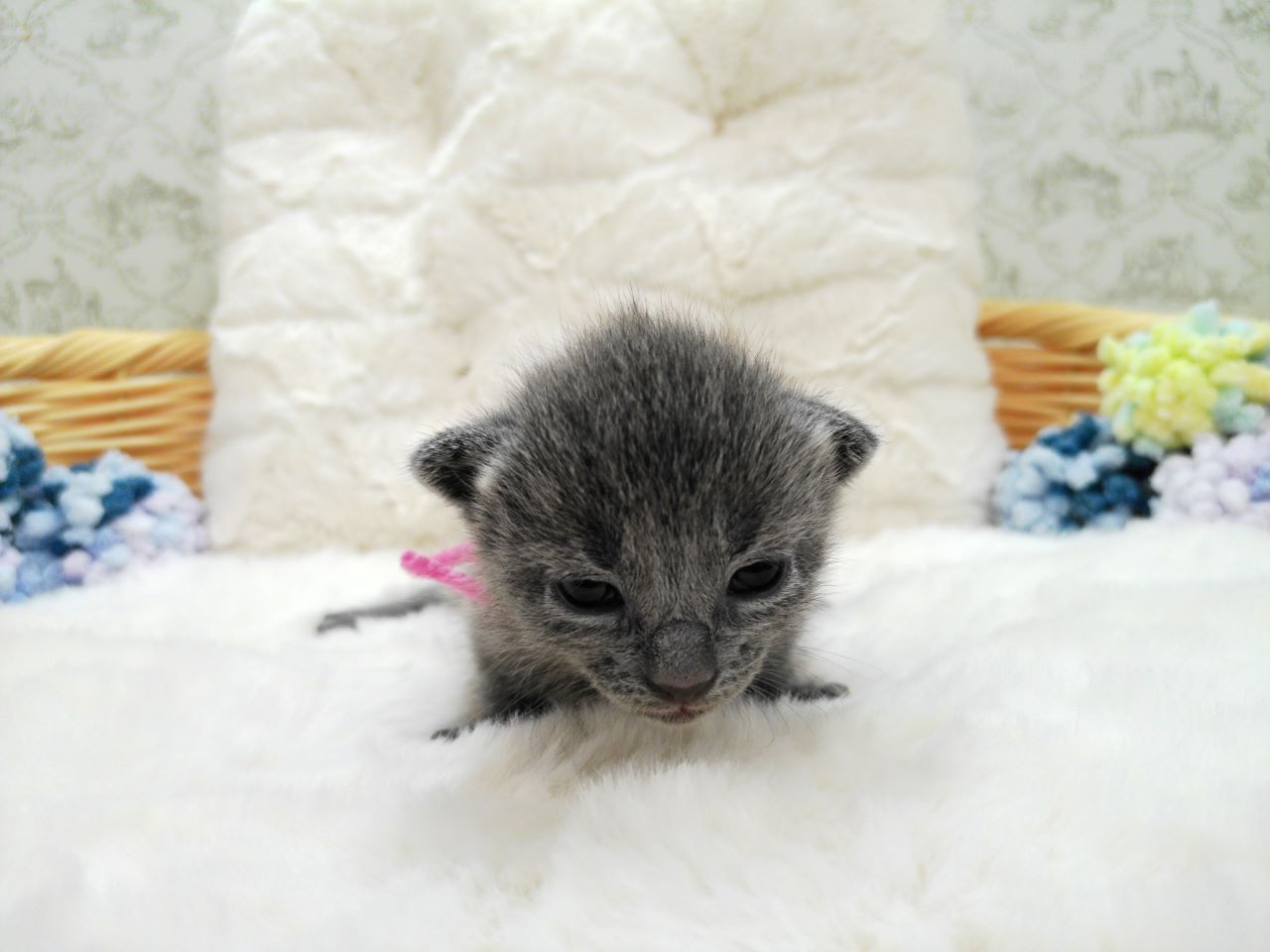 ロシアンブルー