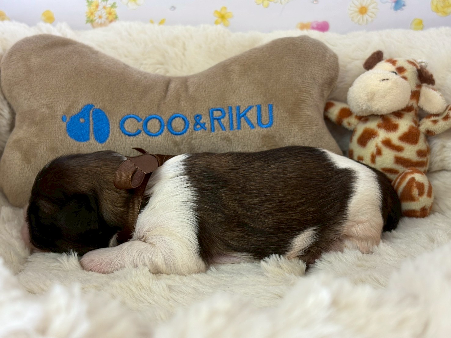 赤ちゃん写真1-2