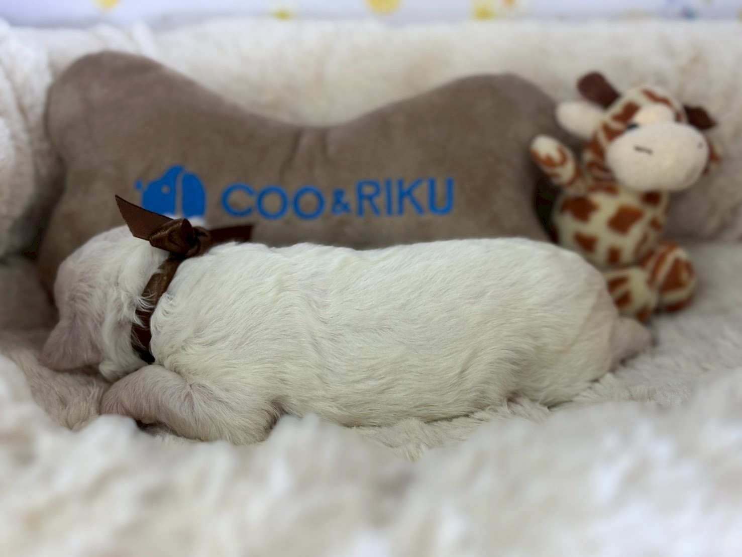 赤ちゃん写真1-2