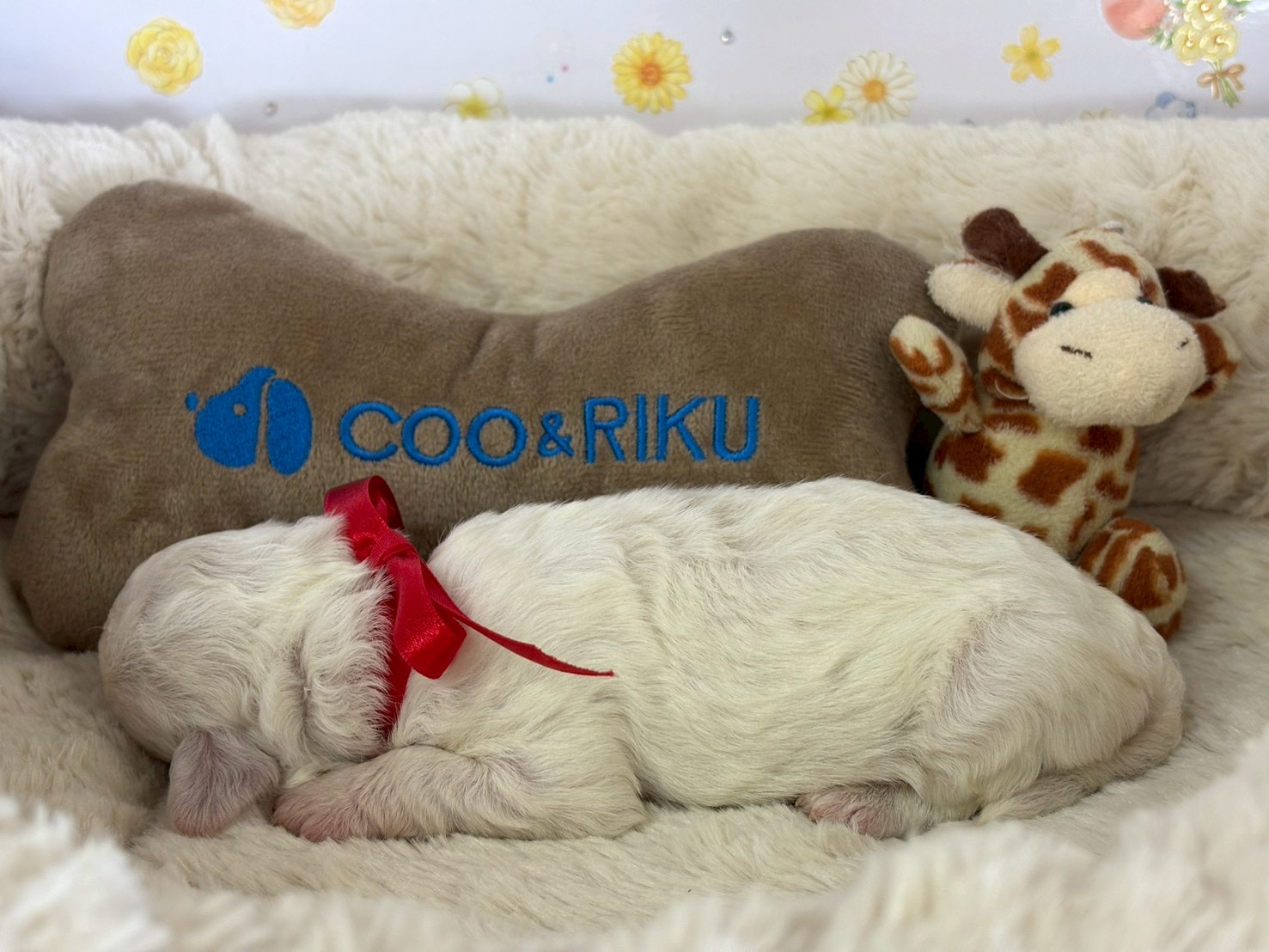 赤ちゃん写真1-2