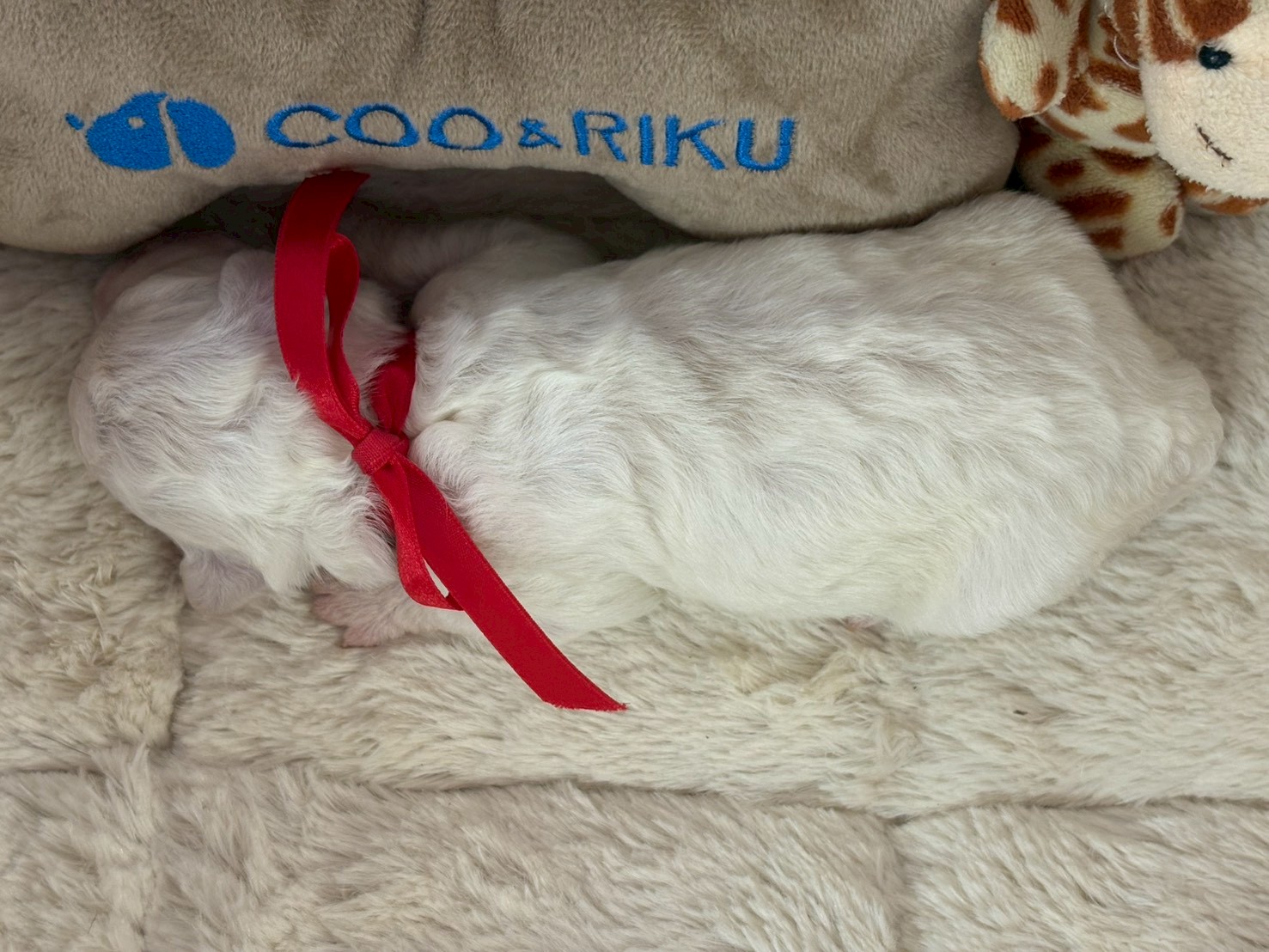 赤ちゃん写真1-3