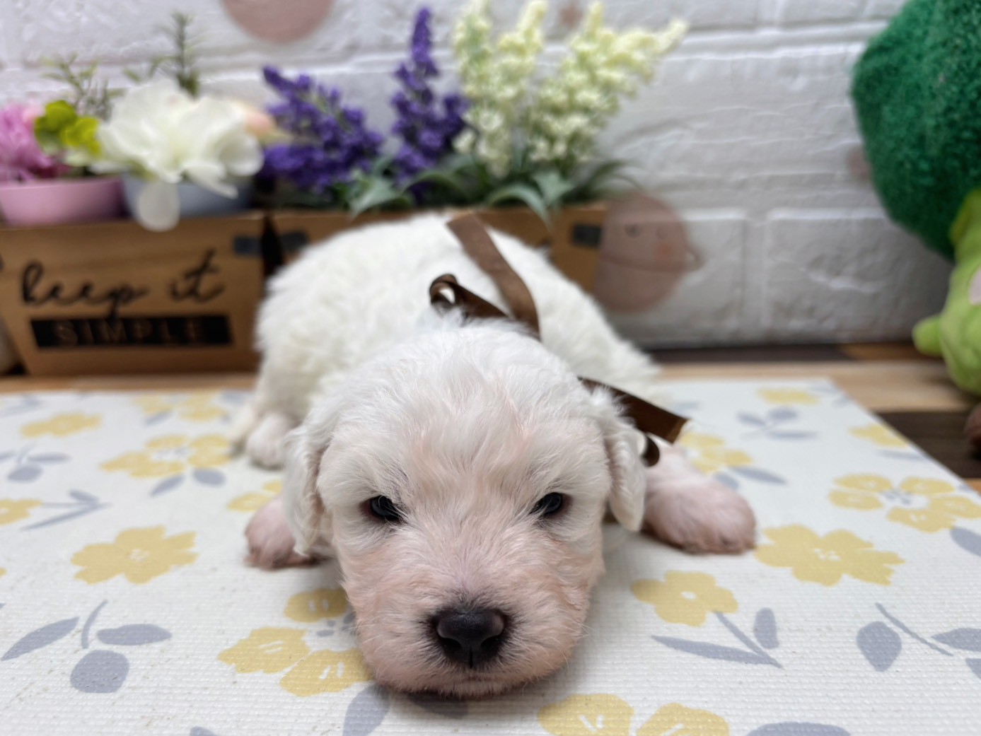 ビション・フリーゼ